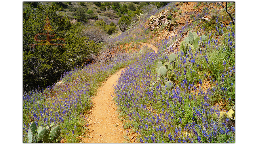purple wildflowers, cacti and junipers on black canyon trail