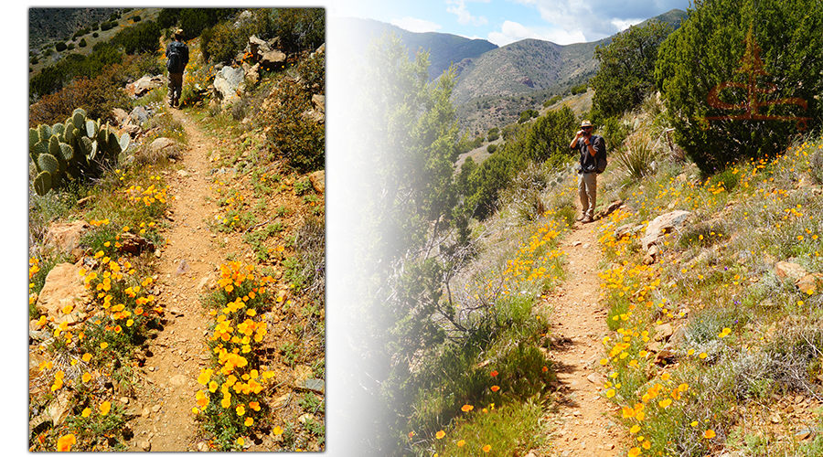 surrounded by vibrant wild poppy