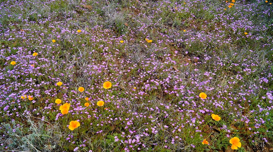 an abundance of wildflowers!