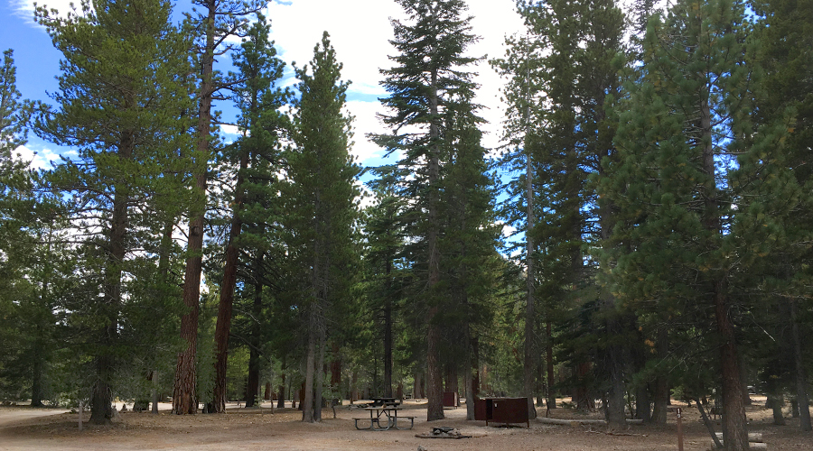 wooded sites at the free hartley springs campground