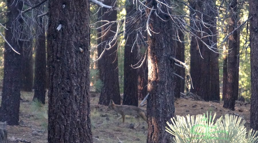 coyote in the woods at hartley springs campground