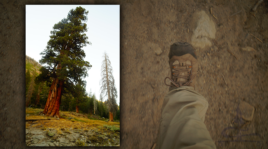 huge tree and trail conditions