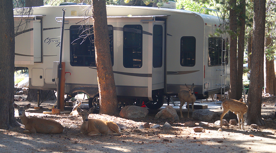 deer near the mono village resort campground