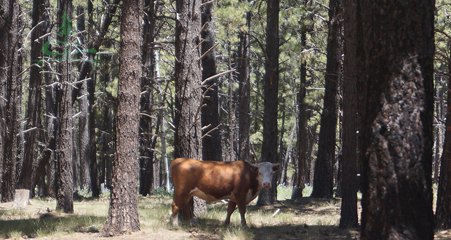 our neighbors were a herd of cows