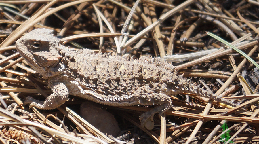 horny toad