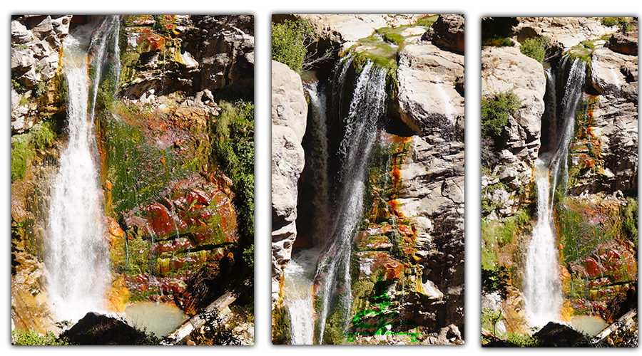 beautiful plant life around mill creek falls