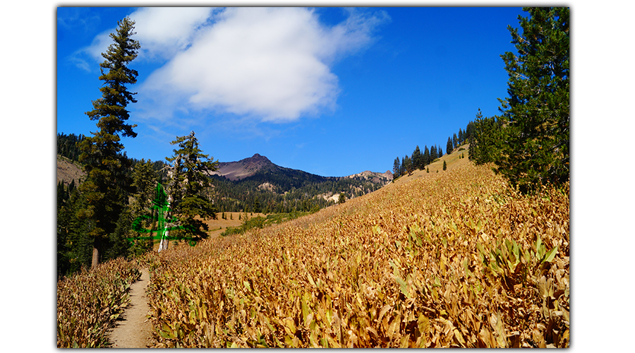 beautiful single track trail to mill creek falls