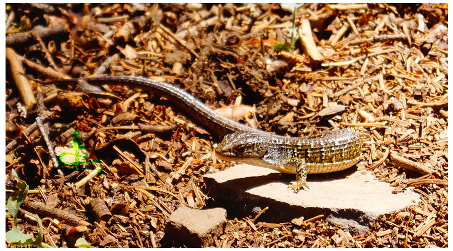 cool lizard on the trail