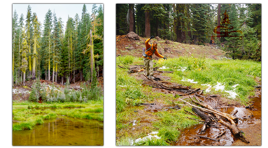 lush forested setting while hiking brokeoff mountain