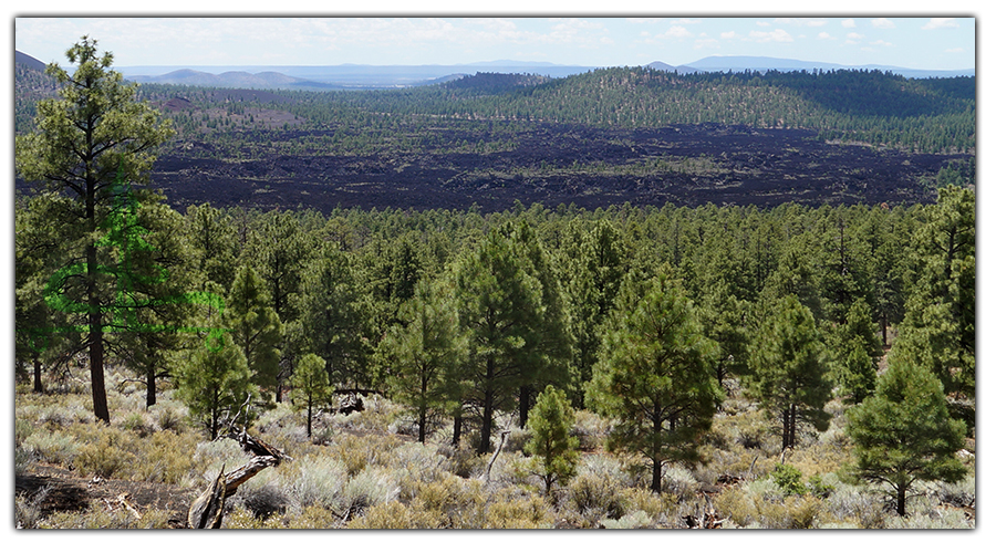 vast view of pines and lava flow down below