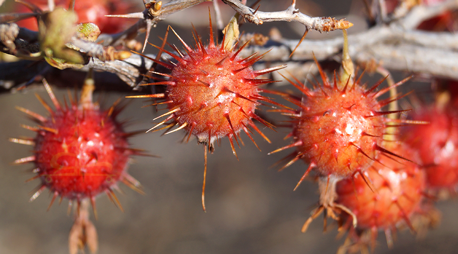 interesting plants on the trail while backpacking lassen volcanic national park