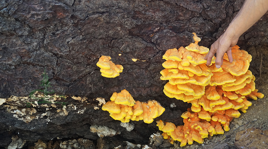 large fungi growing on a tree trunk