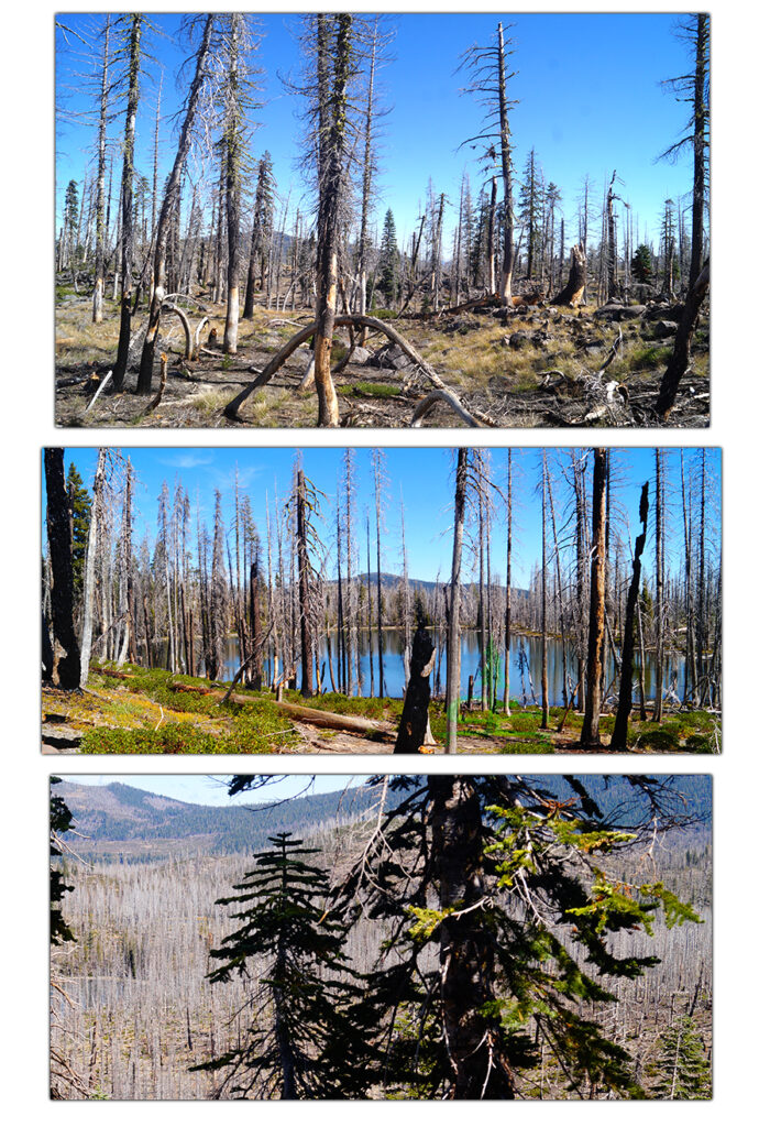 evidence of recent wildfires on our trip backpacking lassen volcanic national park