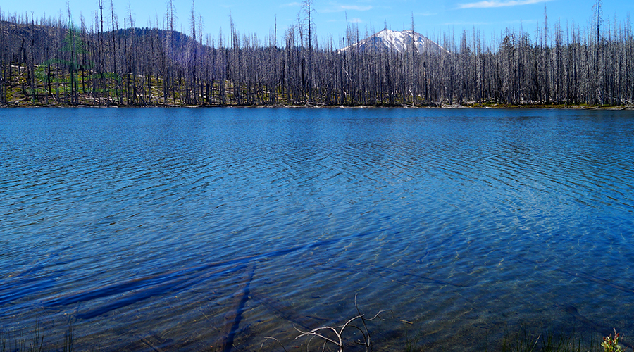 recovering forest near cluster lake