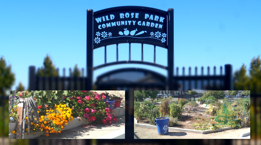 community garden at wild rose park