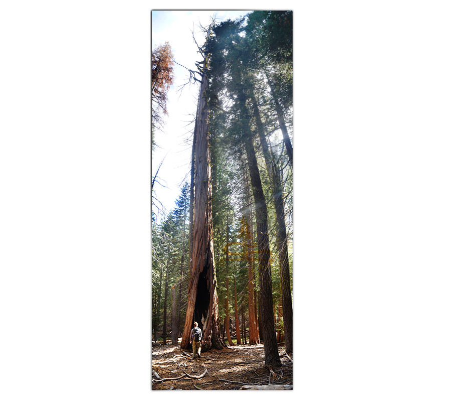 tall trees on the hike to devil's kitchen