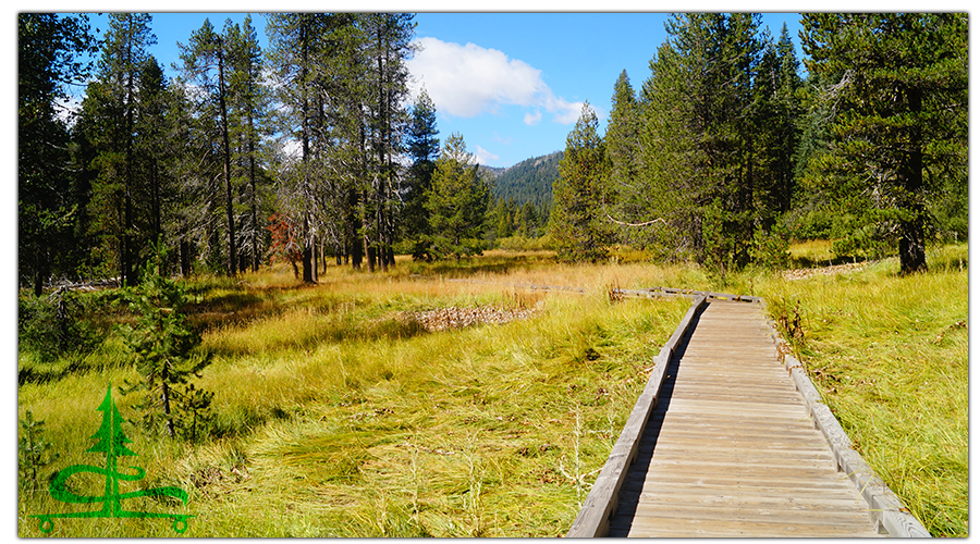 scenic boardwalk through a marshy area