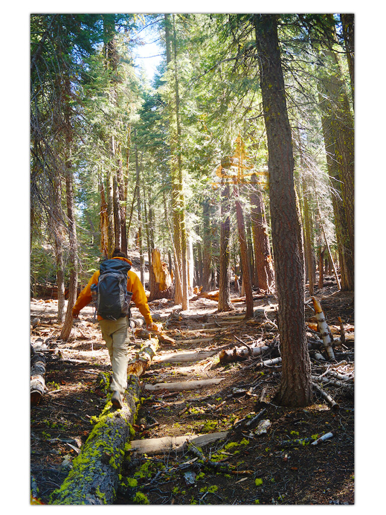 walking in the woods on warner valley trail