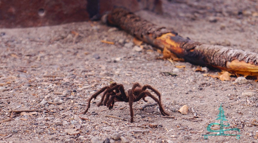 a tarantula at laguna mountain recreation area