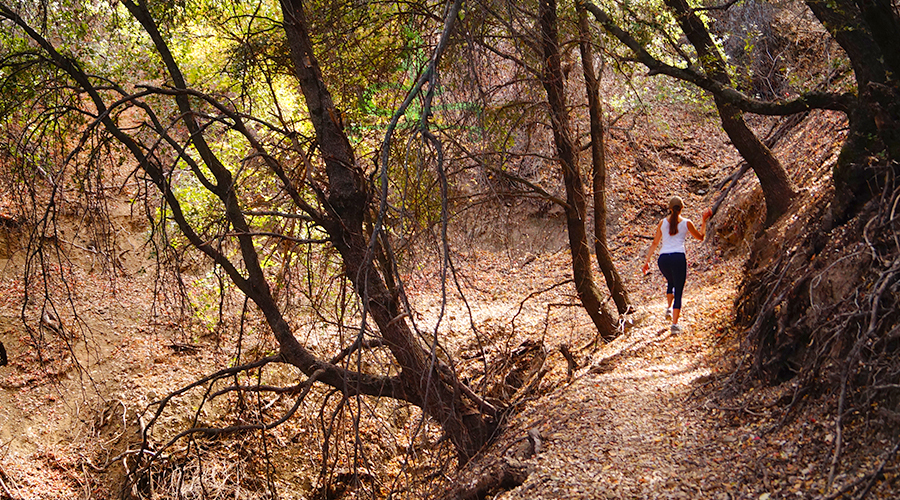 hiking though the trees to laguna falls