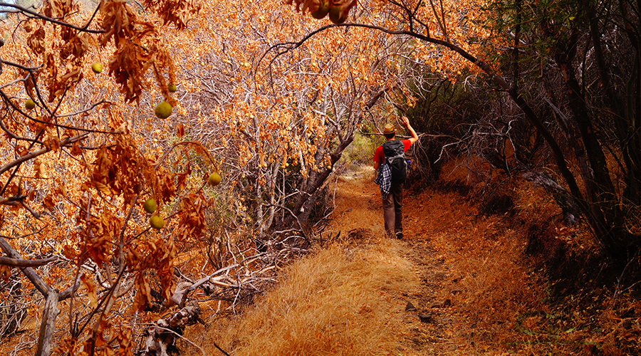 gorgeous oak trees while exploring laguna mountain hiking trail 