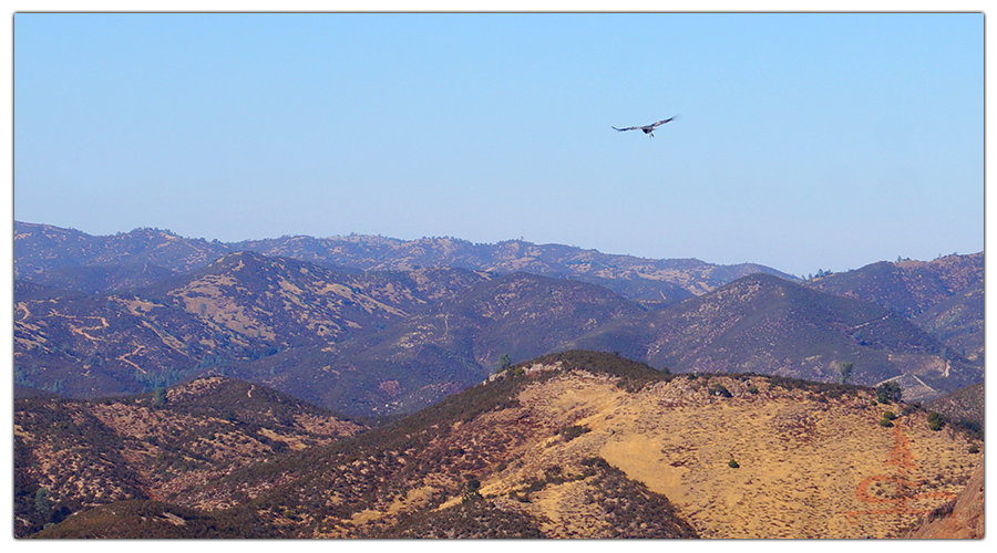 california condor flying over the trail