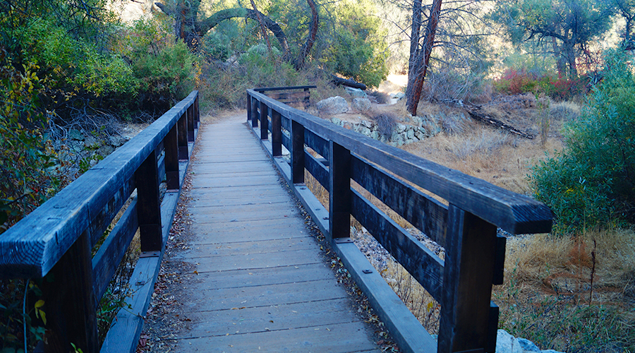 shaded bridge through colorful vegetation