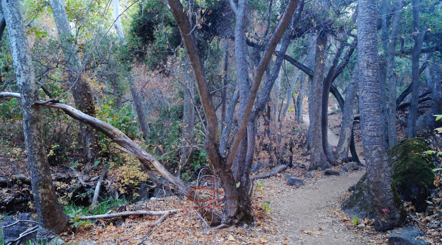 diversity seen on hikes in pinnacles national park