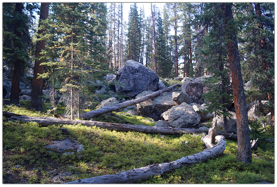 shaded views among the pines and boulders