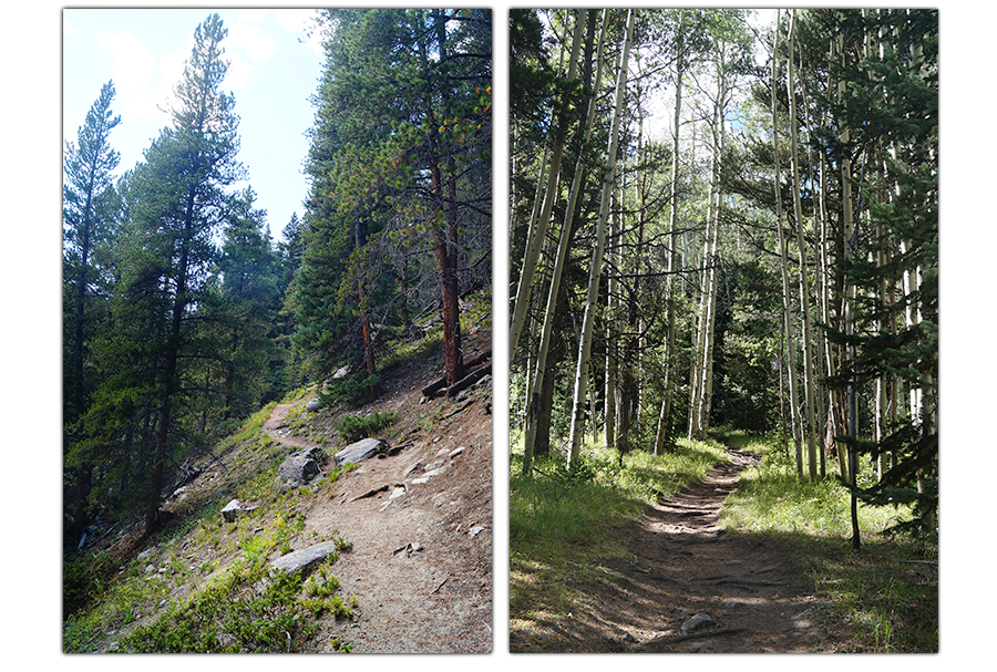 hiking through aspen and conifer forest