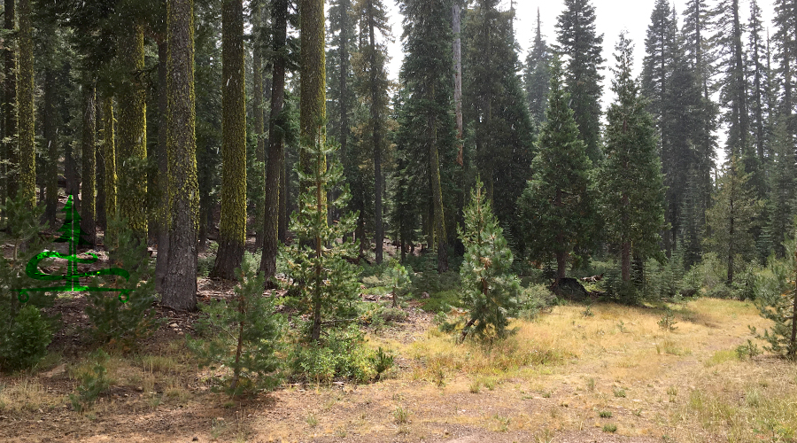 woods nearby while camping near lassen national park 