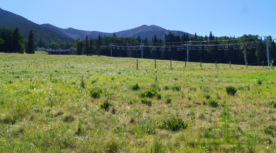 ski area near the humphreys peak trailhead