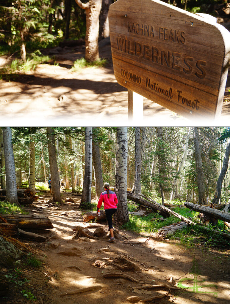 hiking through the woods to find the plane crash on humphreys peak trail