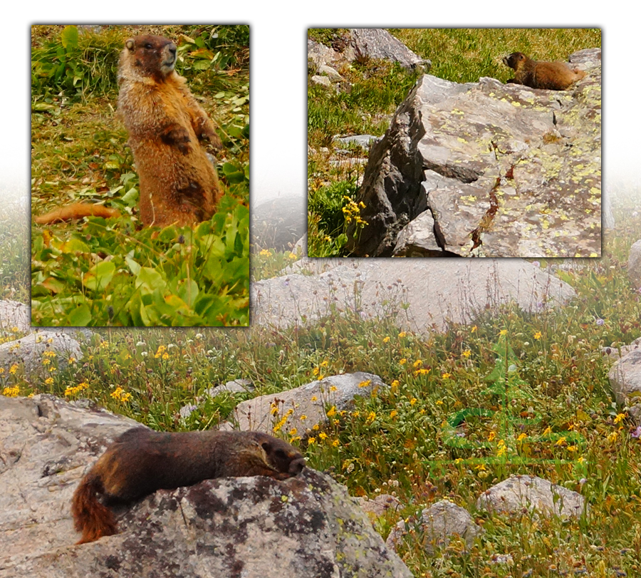 adorable marmots on missouri pass and fancy pass loop