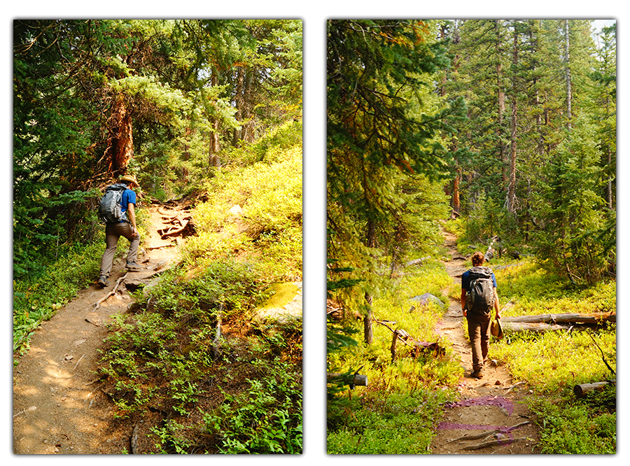 steep ascent through the woods on the  hike on pitkin lake trail 