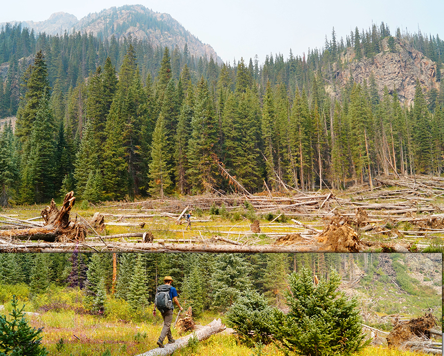 downed logs on hike on pitkin lake trail