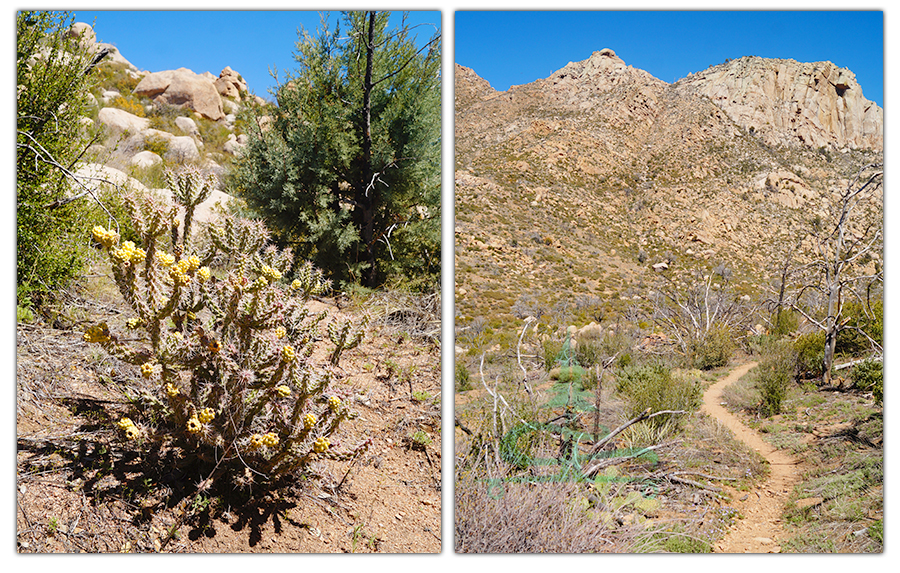 mix of trees and cacti while hiking little granite mountain loop