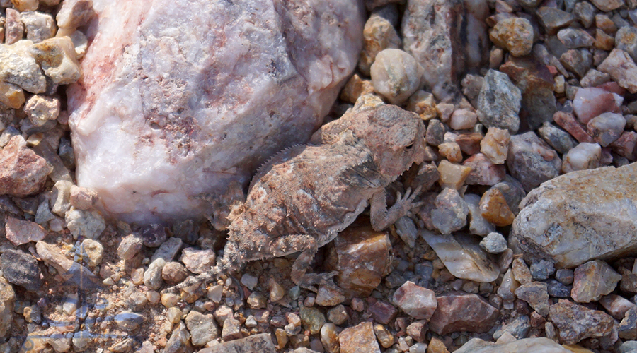 tiny horny toad on the trail