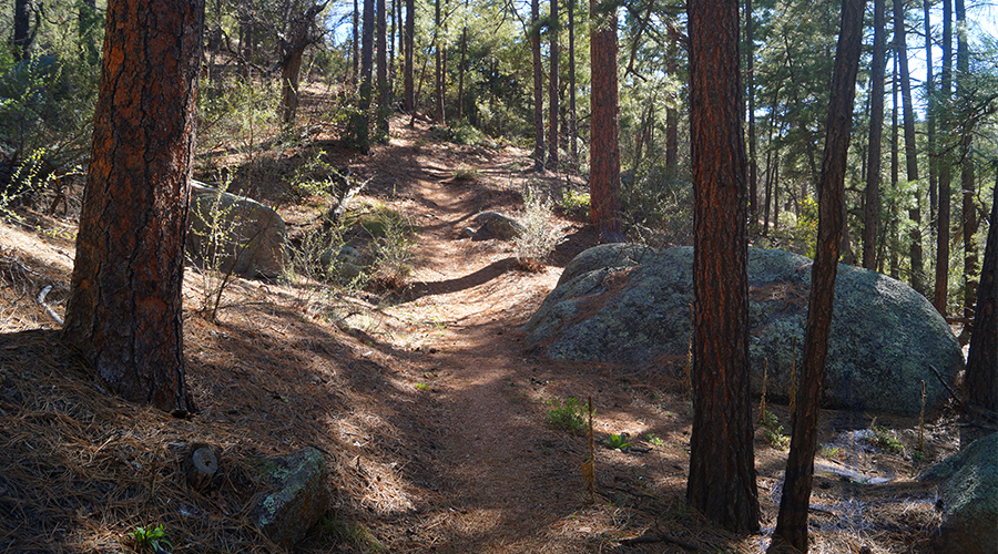 ascent through the pines