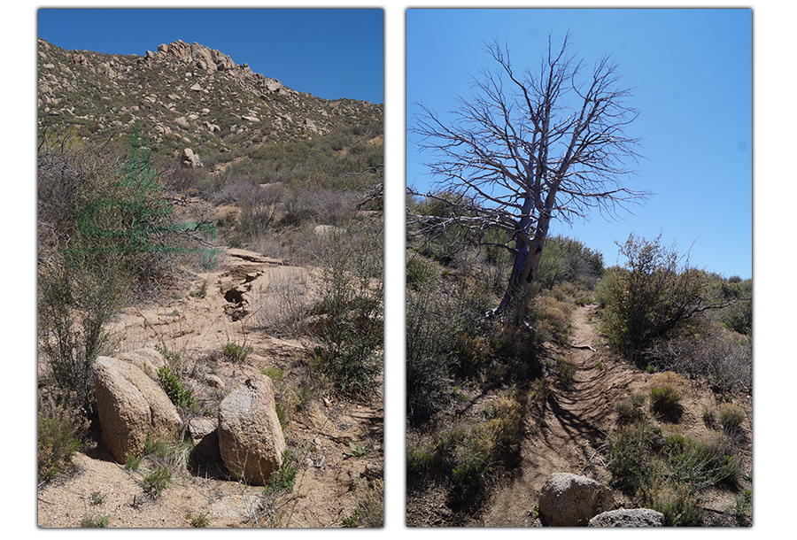 desert vegetation along the trail