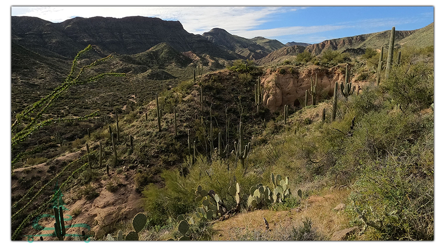 desert mountains and saguaros