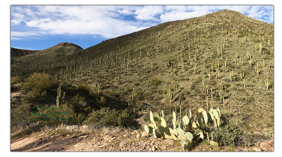 desert hillside covered in saguaro cacti
