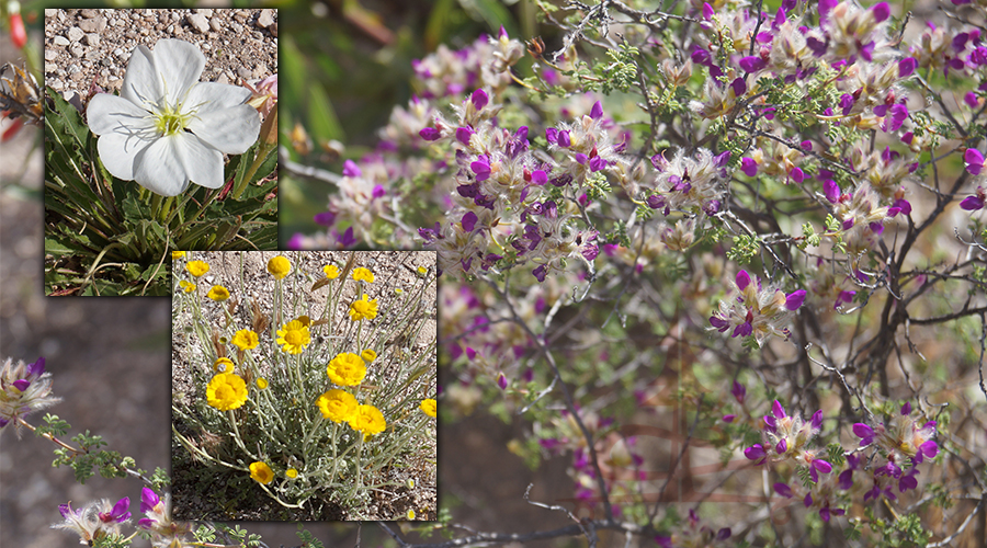 wildflowers filling the wash with color and aroma