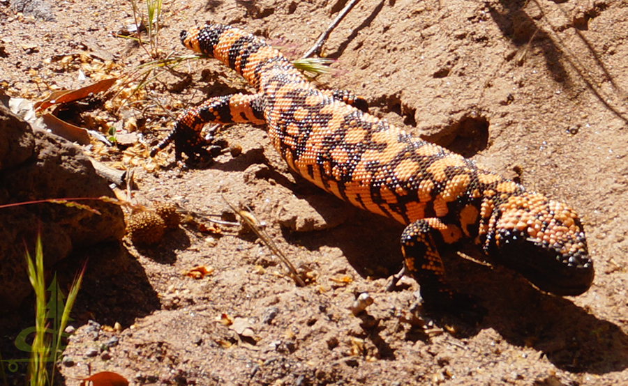 gila monster we found while hiking west clear creek trail