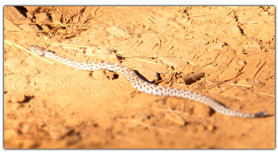 baby rattlesnake