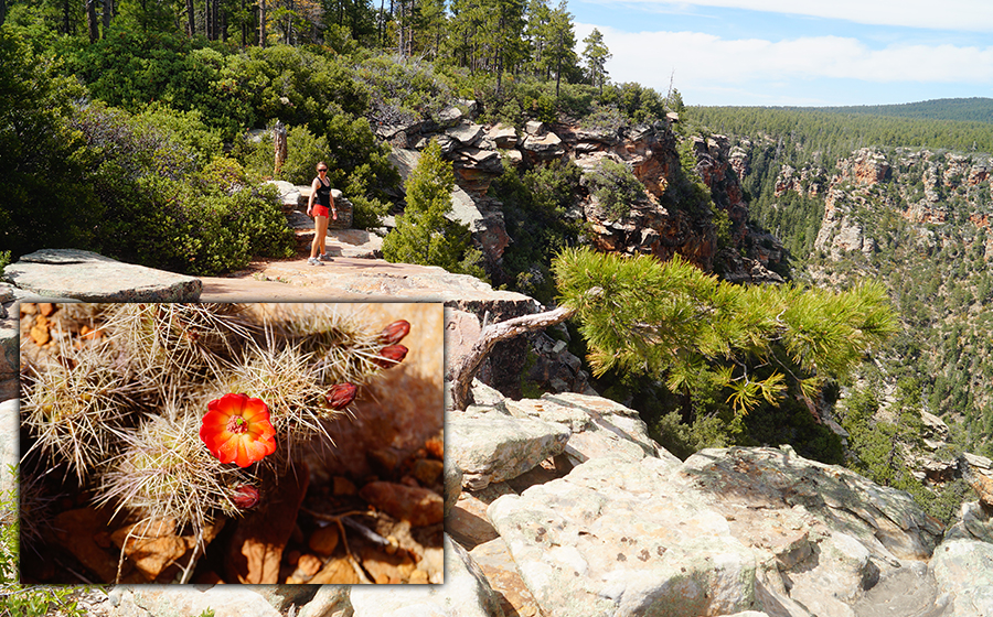 beautiful scenery and plant life