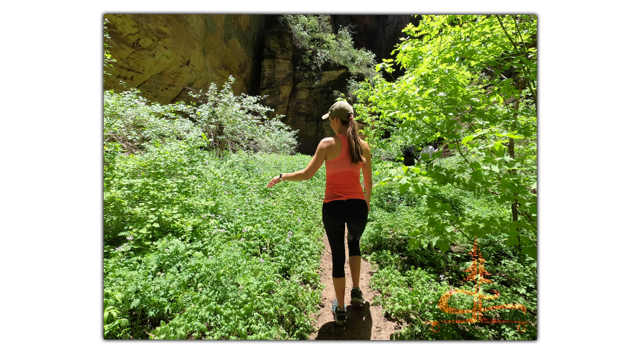 lush vegetation along the trail