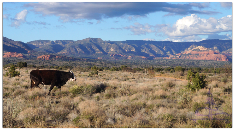 a cow we encountered while dispersed camping near sedona