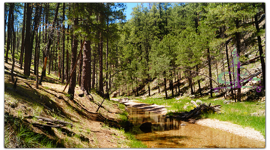 following the wooded canyon while hiking tom's creek 