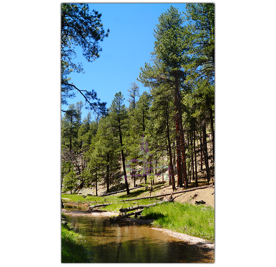 tall trees and a clear creek